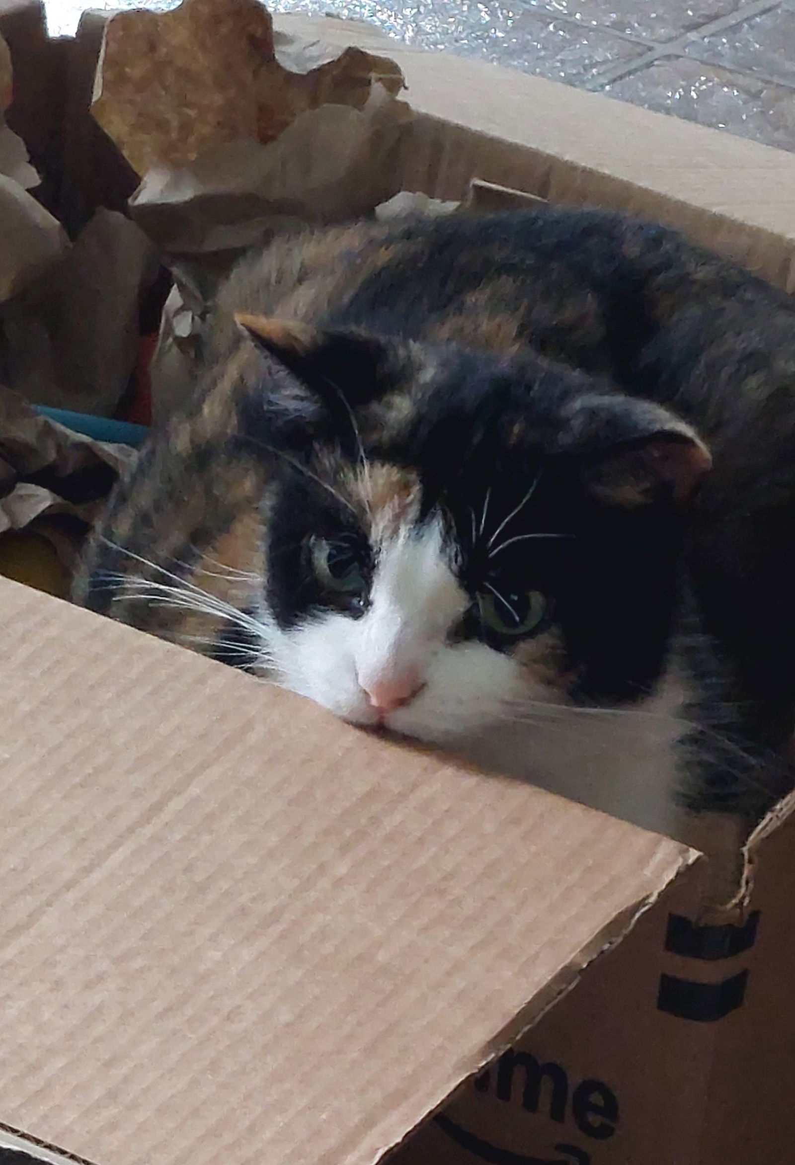 Beatrice, an adoptable Domestic Medium Hair, Calico in Traverse City, MI, 49686 | Photo Image 3