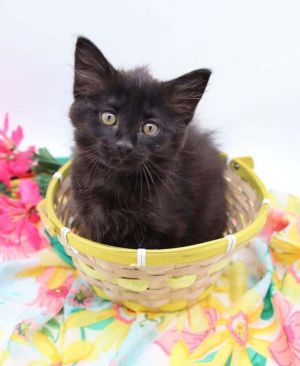 Verde, Baby Male Domestic Medium Hair