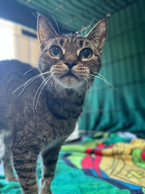 Lucy XXI, Adult Female Domestic Short Hair