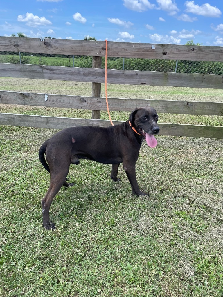 Koda, an adoptable Affenpinscher in Wauchula, FL, 33873 | Photo Image 1