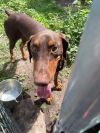 Sampson