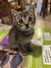 Tiny Tina