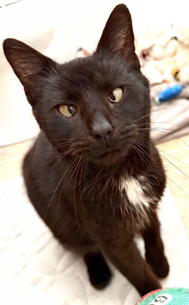 Simon