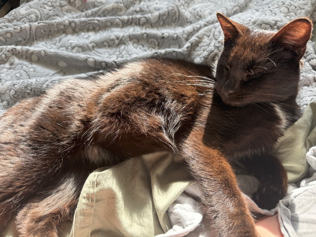 Simon