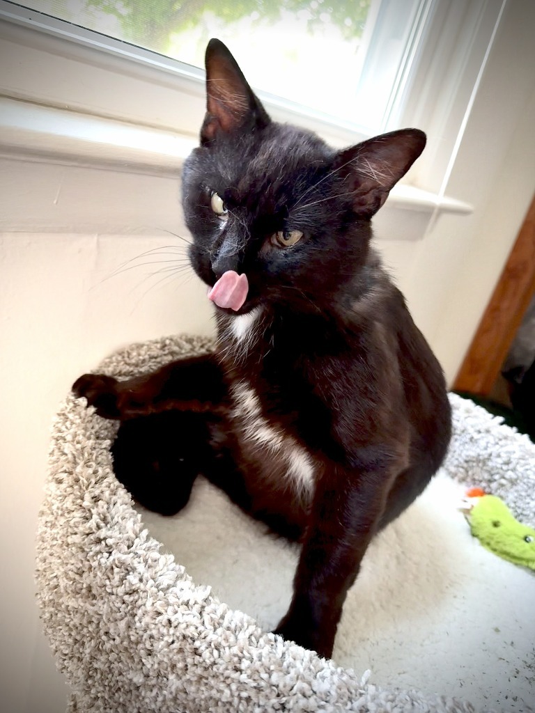 Simon