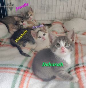 Hemi (Deborah), Young Female Domestic Short Hair