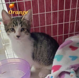 Orange, Baby Male Domestic Short Hair