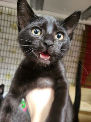 Tiny, Young Male Domestic Short Hair