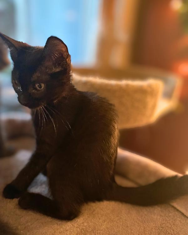 Lex