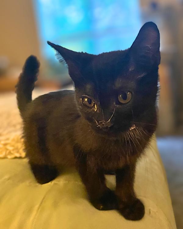 Lex