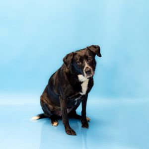 Pen 178c Wilma Hw + Labrador Retriever Dog