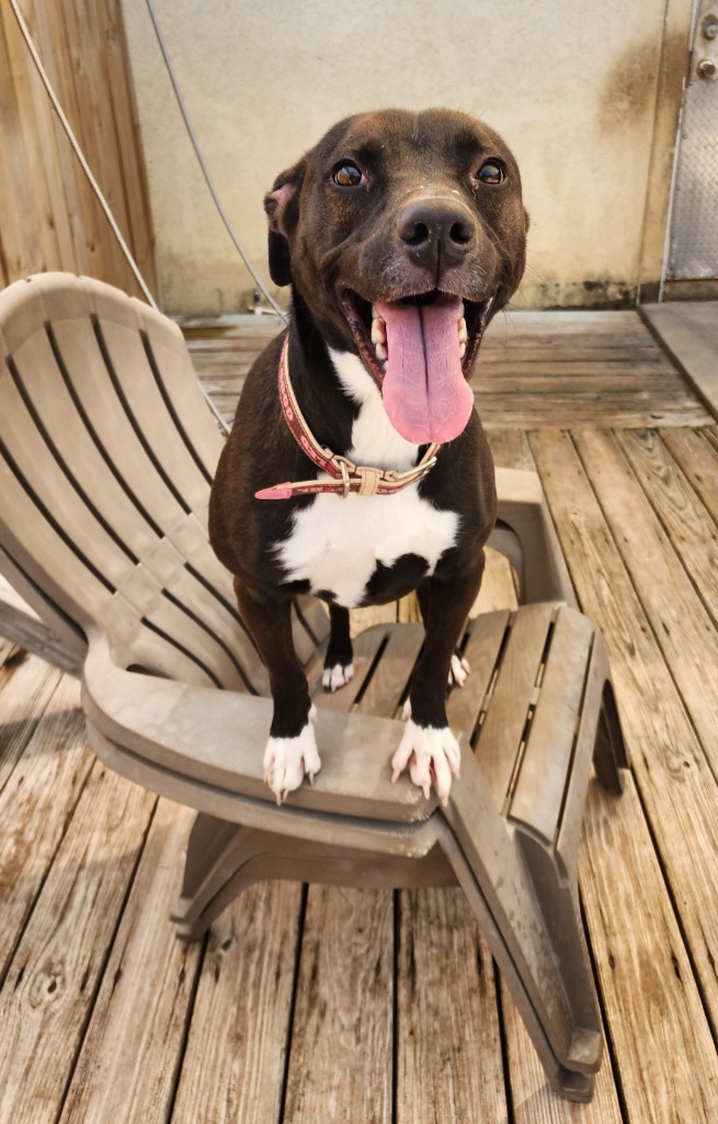 Kuba (fka Rowland puppy 10