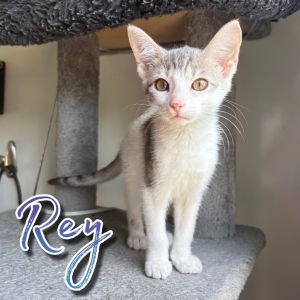 Rey, Baby Female Domestic Short Hair