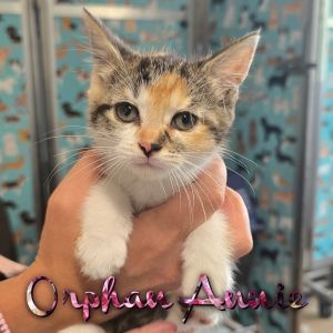 Orphan Annie, Baby Female Domestic Short Hair