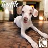 Truffle