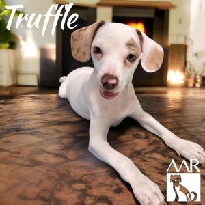 Truffle