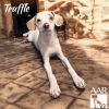 Truffle