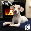Truffle