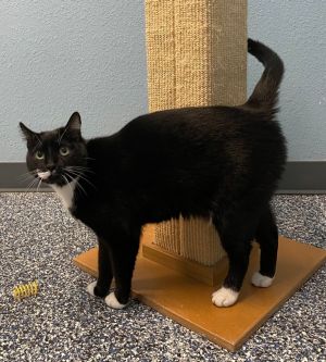 Tux, Adult Male unknown