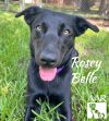Rosey Belle