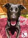 Rosey Belle