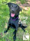 Rosey Belle