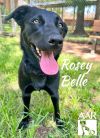 Rosey Belle