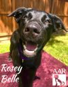 Rosey Belle