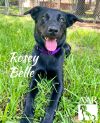 Rosey Belle
