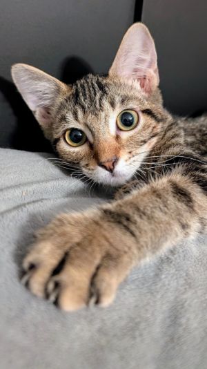 Jyn, Baby Female Domestic Short Hair