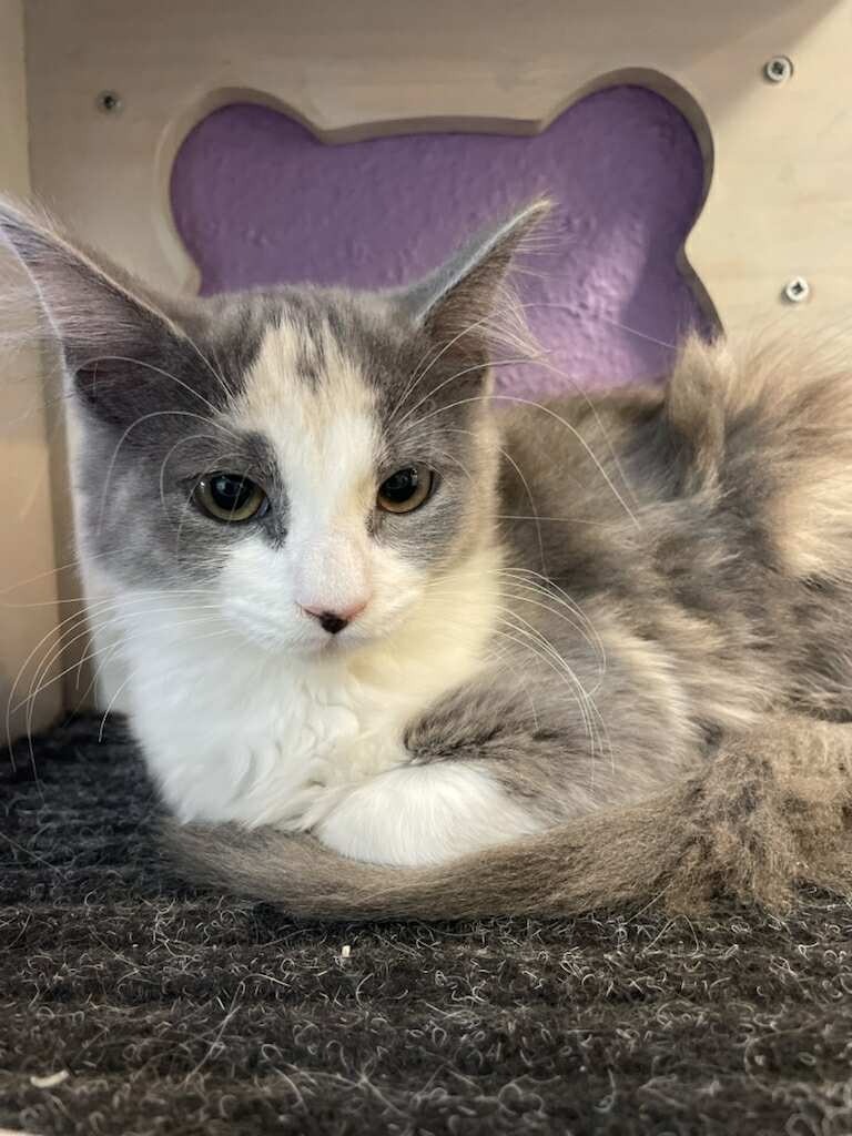 Lily