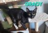 Grady