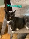 Gallagher (Black and White Mom Kitten 4)