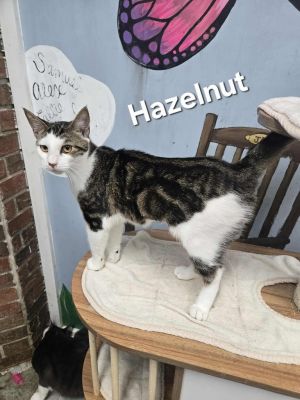 Hazelnut