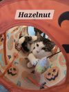 Hazelnut