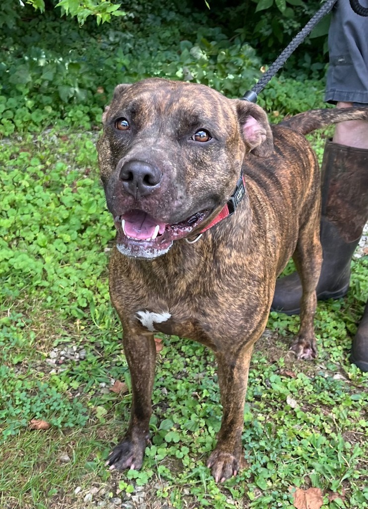 Brutus