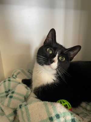 Auggie, Adult Female Domestic Short Hair