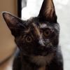 Paprika (aka Tort) photo 1