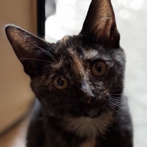 Paprika (aka Tort), Baby Female Domestic Short Hair