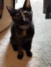 Paprika (aka Tort) photo 2