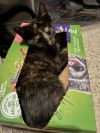 Paprika (aka Tort) photo 3