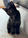 Paprika (aka Tort) photo 4