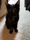 Paprika (aka Tort) photo 5