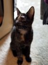 Paprika (aka Tort) photo 6