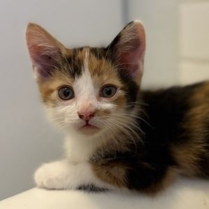 King&#39;s Hawaiian Dinner Roll, Baby Female Domestic Short Hair