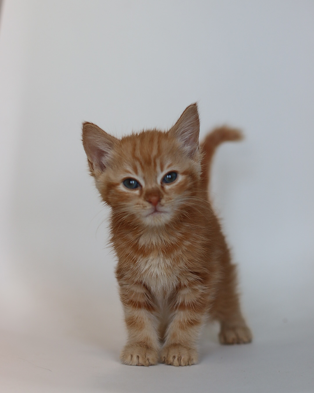 Banana Boat, an adoptable Domestic Short Hair in Steinbach, MB, R5G 2B2 | Photo Image 1
