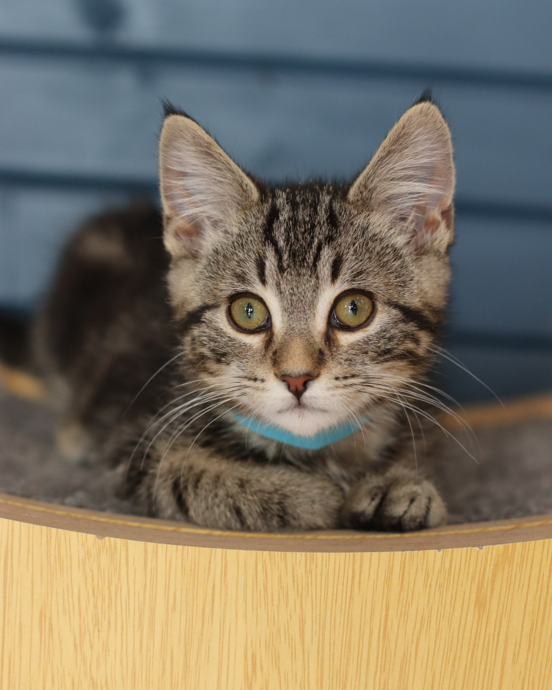 Sun Bum, an adoptable Domestic Short Hair in Steinbach, MB, R5G 2B2 | Photo Image 1