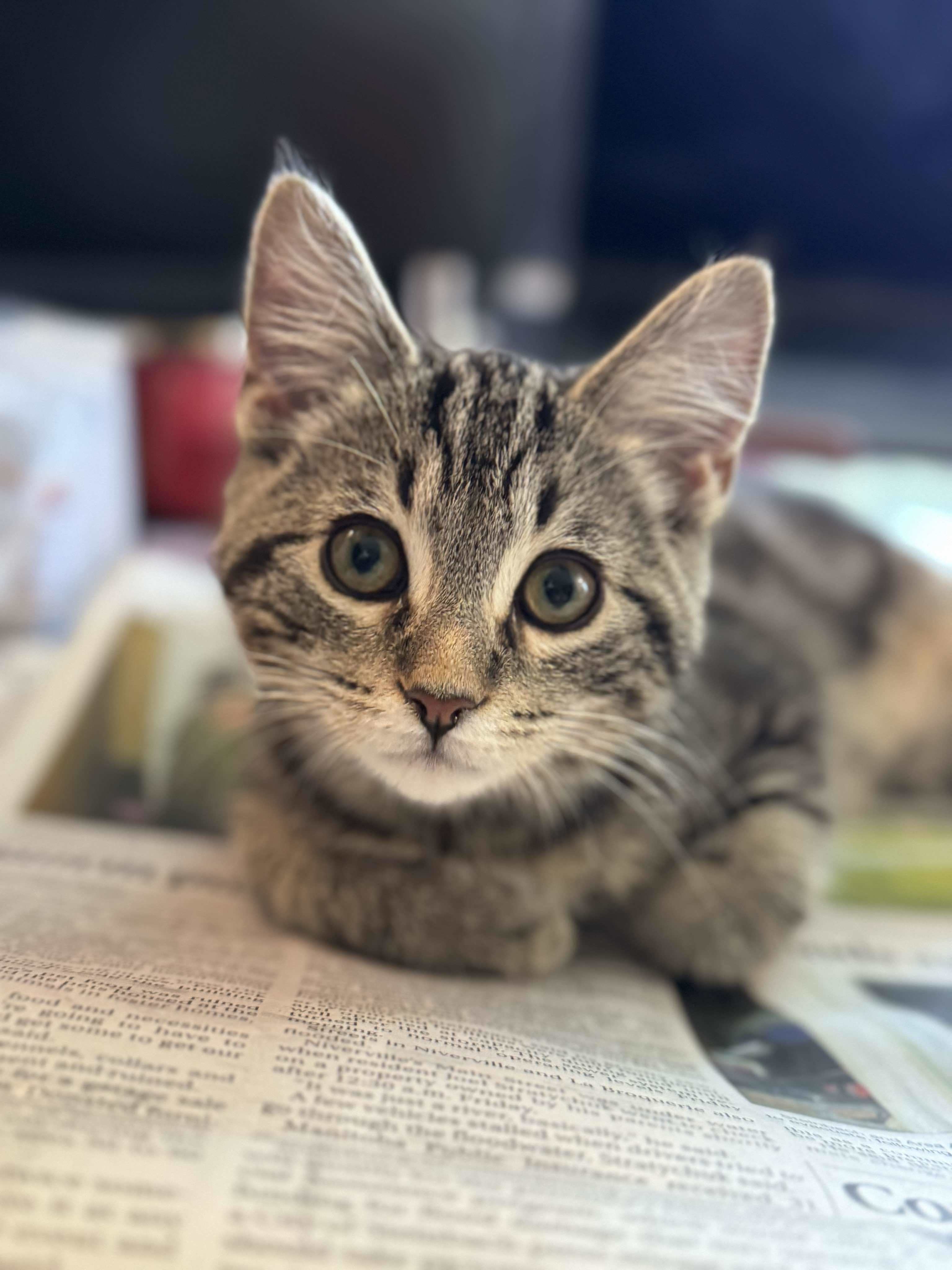 Sun Bum, an adoptable Domestic Short Hair in Steinbach, MB, R5G 2B2 | Photo Image 2