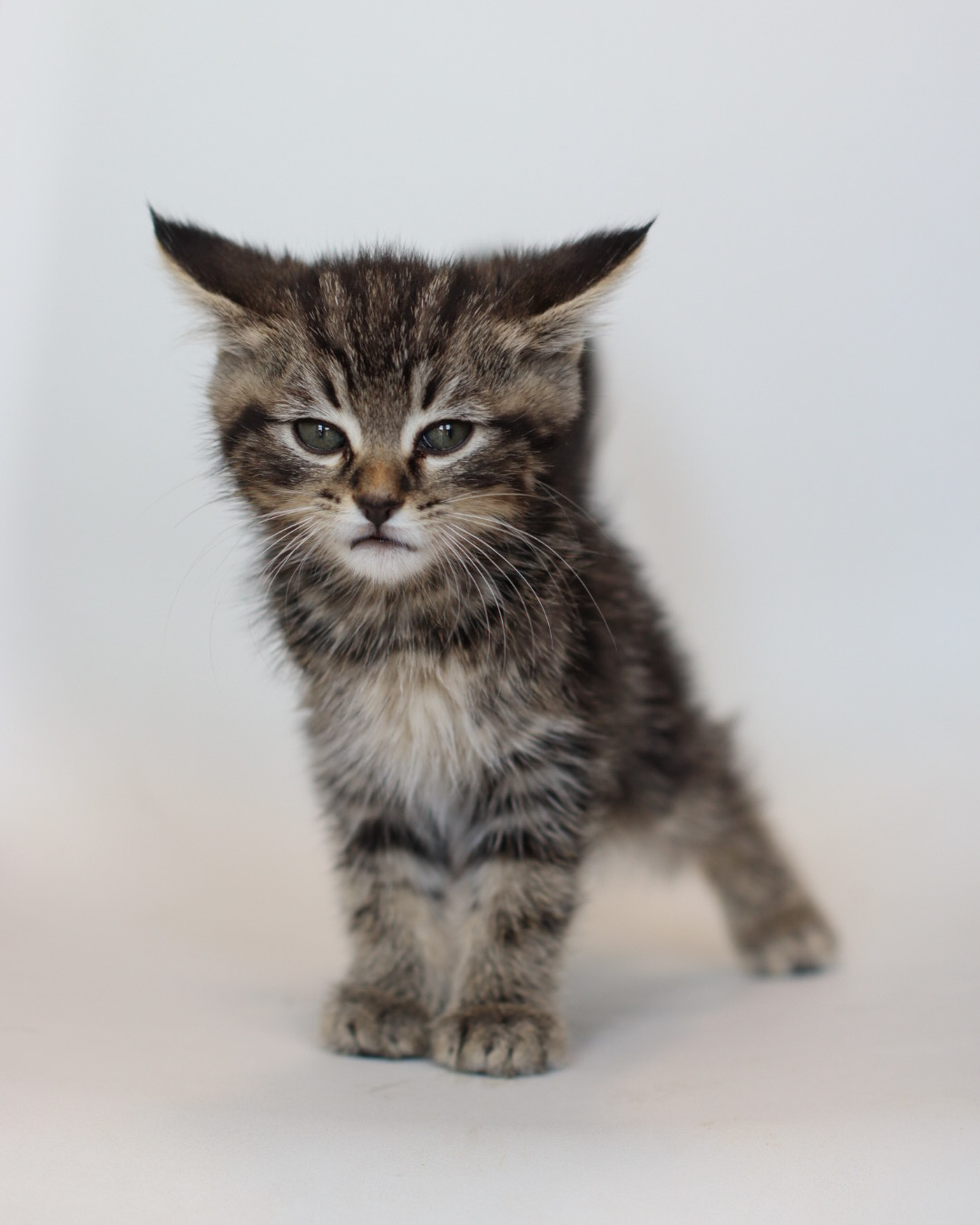 Sun Bum, an adoptable Domestic Short Hair in Steinbach, MB, R5G 2B2 | Photo Image 2