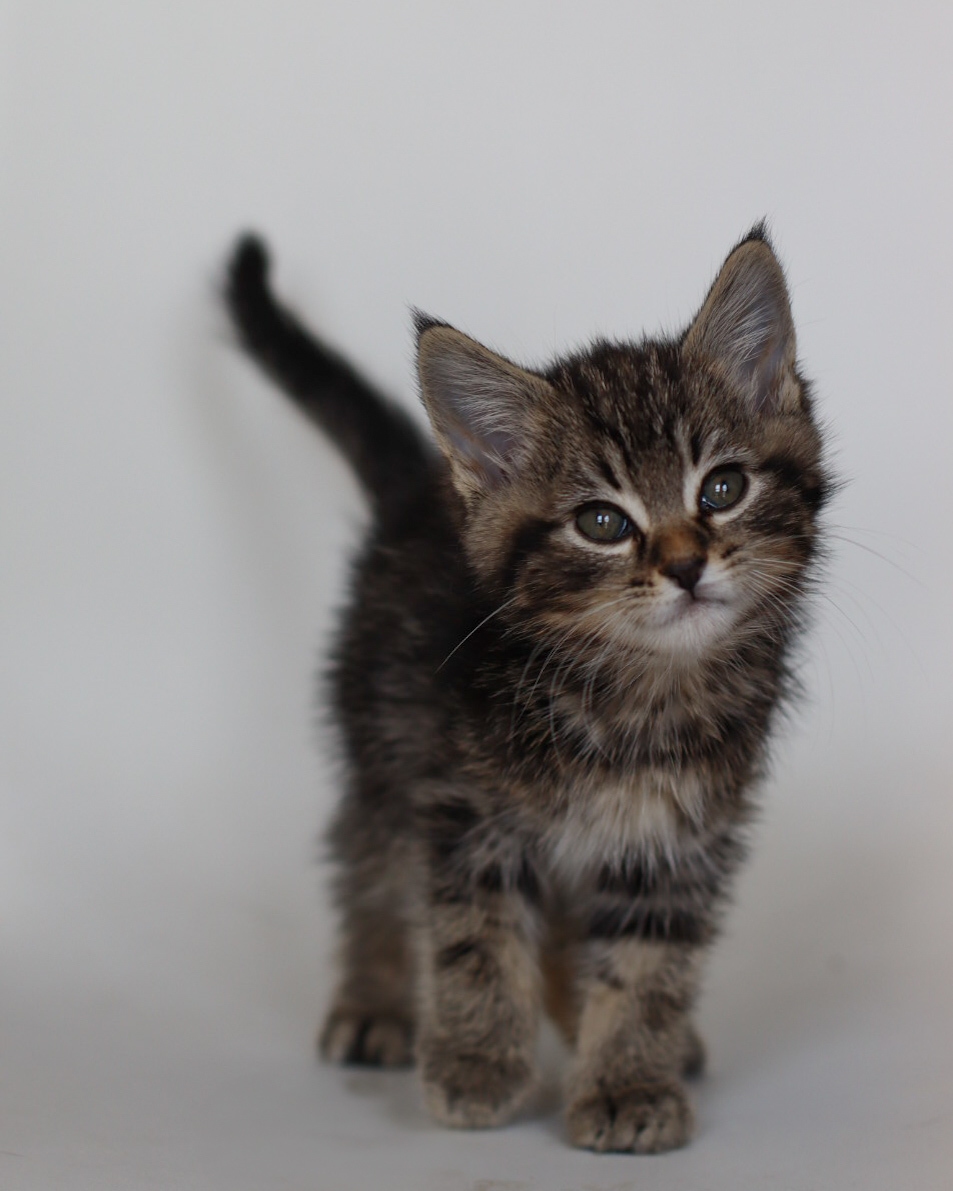 Sun Bum, an adoptable Domestic Short Hair in Steinbach, MB, R5G 2B2 | Photo Image 4